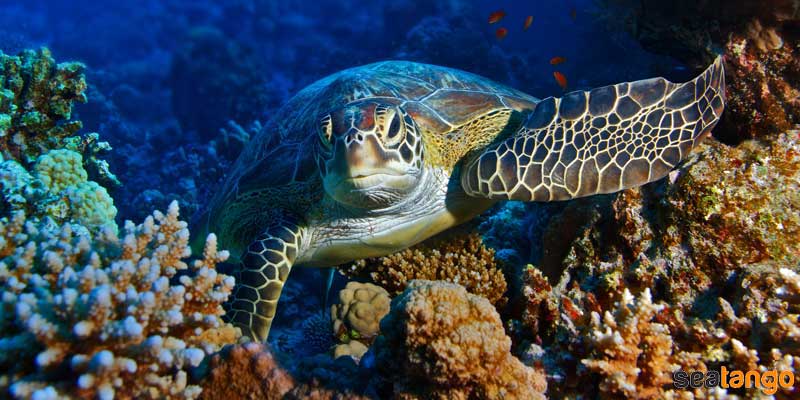 Dive Site Lankayan Island Sabah SeaTango