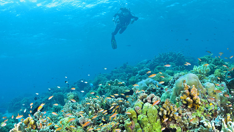 SeaTango - PADI Certified Dive Centre In Sabah, Malaysian Borneo