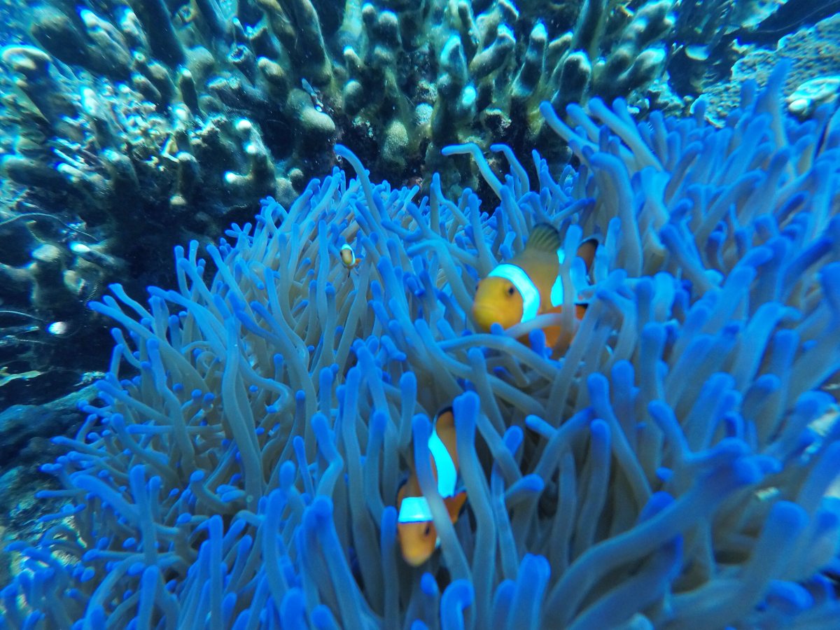 Discover Scuba Diving
